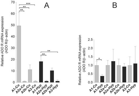 The Fold Change In MRNA Expression Of Each Adenosine Receptor Relative