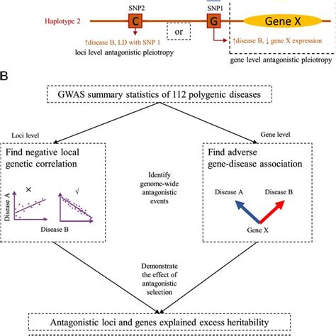 Overview of the study. A Schematic showing the mechanism of ...