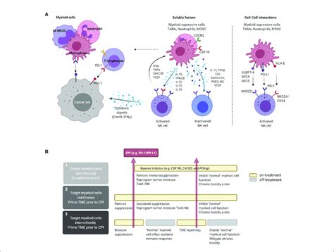 Direct And Indirect Interaction Of Nk And Myeloid Cells In The Tme