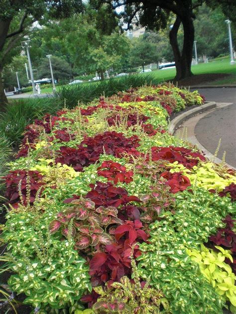 12 Coleus Giant Exhibition Mix Perennial Annual Outdoor Or Etsy