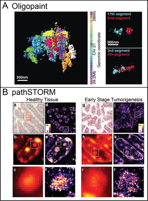 Tracing The Chromatin From C To Live Cell Imaging Chemical