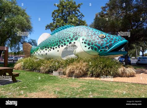 The Big Murray Cod Hi Res Stock Photography And Images Alamy