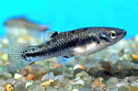 Heterandria formosa Ungefødende tandkarpe