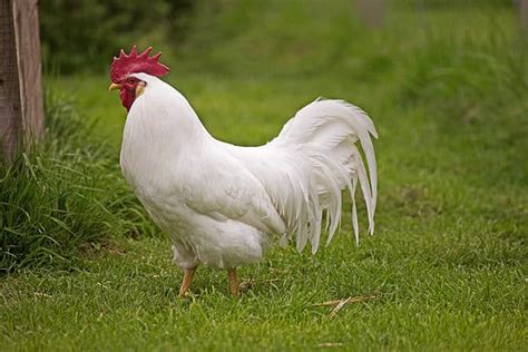 12 Chicken Breeds Best for Hot Climates - A-Z Animals