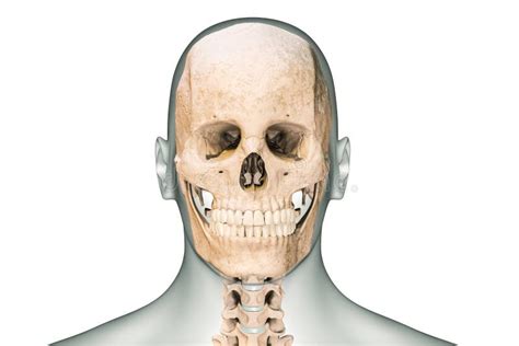 Visión Anterior O Frontal Del Cráneo O Los Huesos De La Cabeza Humanos Con Vértebras Cervical Y