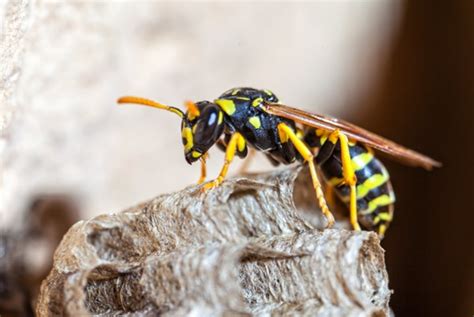 Wasp Exterminator For Maximum Safety Of Your Home Extremadurat Home