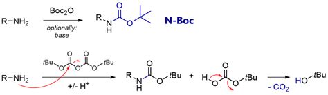 Boc Protecting Group N Boc Protection Deprotection Mechanism Total