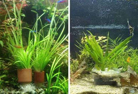 How To Anchor Aquarium Plants Pros And Cons Of Different Methods