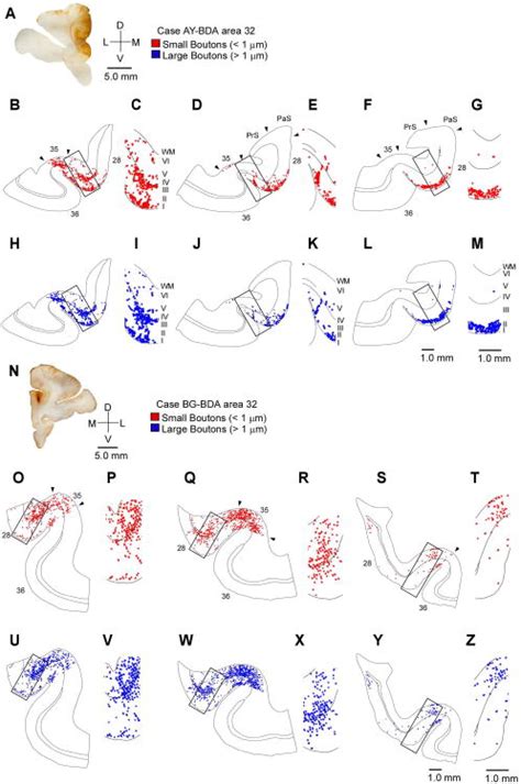 Parallel Prefrontal Pathways Reach Distinct Excitatory And Inhibitory