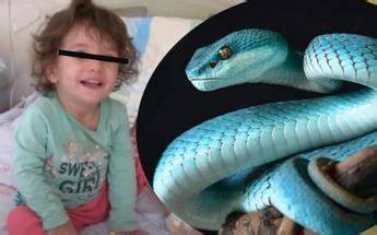 Serpiente ataca a menor y esta reacciona mordiéndola Telediario México