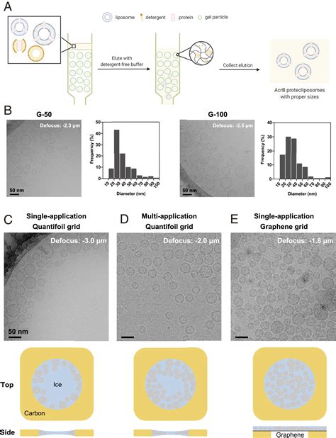 Cryo Em Analysis Of A Membrane Protein Embedded In The Liposome Pnas