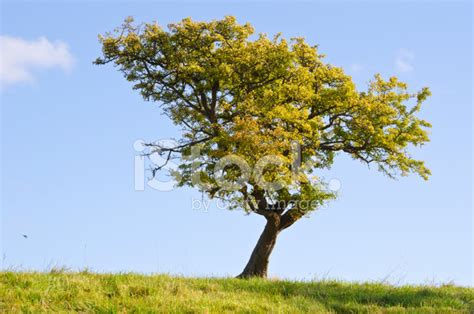 Hawthorn Tree. Stock Photo | Royalty-Free | FreeImages