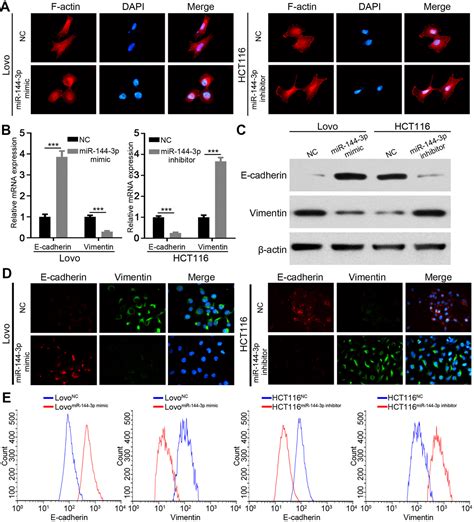 Mir P Inhibited The Growth Metastasis And Epithelial Mesenchymal