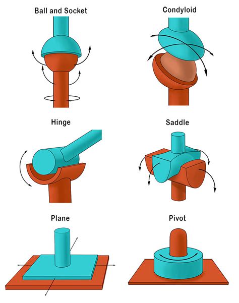 Summary of All the Synovial Joints - Mammoth Memory definition ...