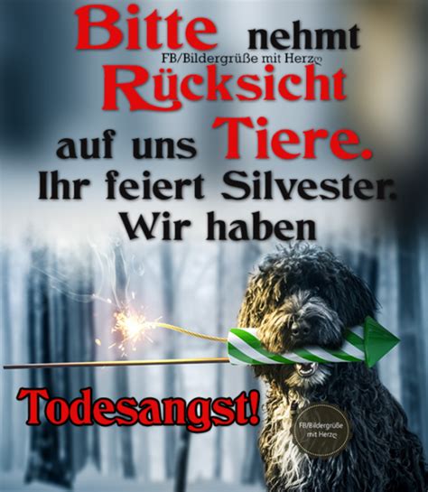 Tiere vor Silvester Knallern schützen TP Presseagentur