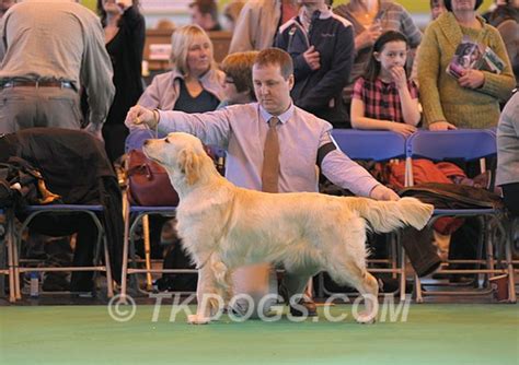 Elevage Du Clos Des Facons Eleveur De Chiens Golden Retriever