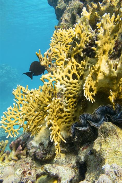 Recife De Coral Colorido No Fundo Da Paisagem Submarina De Coral