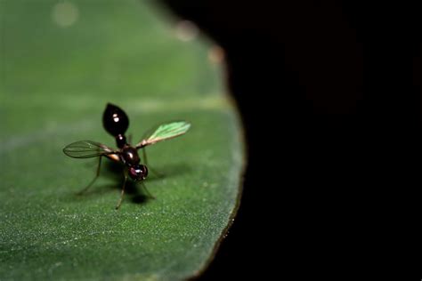 Termite Swarmers are Emerging Soon - Modern Pest Services