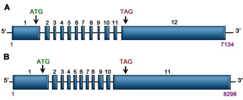 GSK3B Glycogen Synthase Kinase 3 Beta