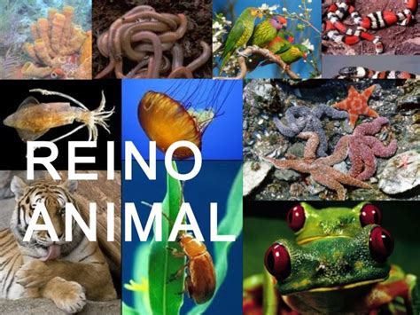 Dominio Eukarya Reino Animal Reino Animal O A Nimalia