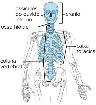 Osso Do Esqueleto Axial