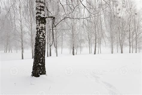 trees in winter 9455417 Stock Photo at Vecteezy