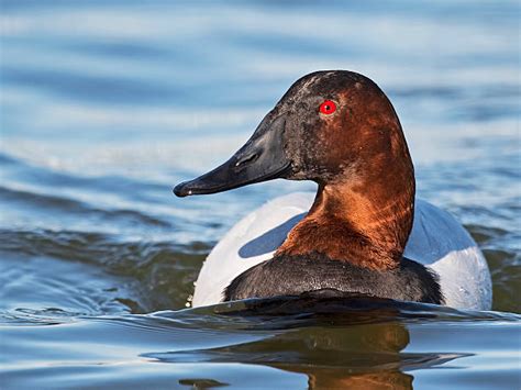 Royalty Free Canvasback Duck Pictures, Images and Stock Photos - iStock