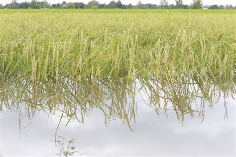 Flooded Rice Fields Field Free Photo On Pixabay