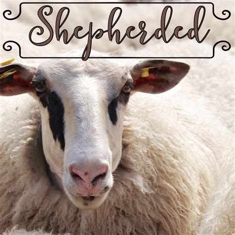 Shepherded - Church of the Ascension