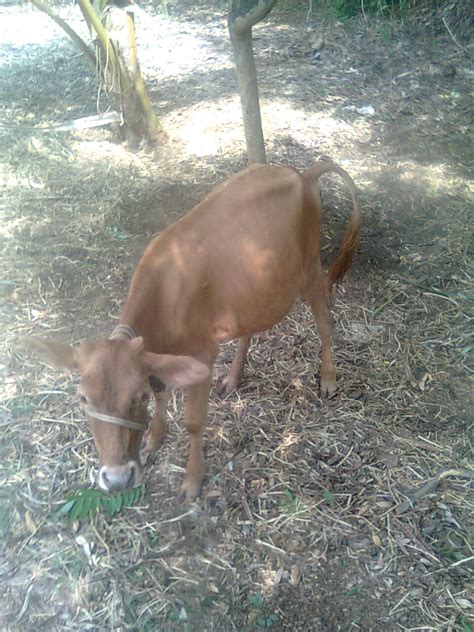 My Experiments With Farming: Cows in the farm