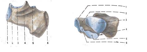 Calcaneus Diagram Quizlet