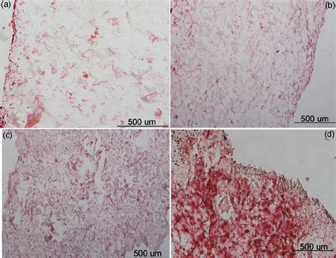 Alizarin Red Staining Of All Four Scaffold Groups After 28 Days In