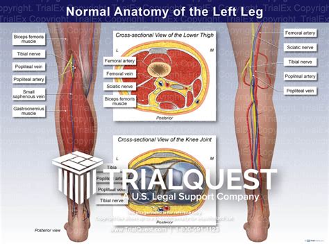 Normal Anatomy Of The Left Leg Trialquest Inc