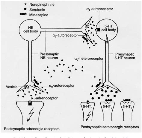 Figure 4 From Anxiolytic Like Profile Of Mirtazapine In Rat Conditioned