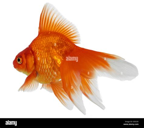 Fantail Goldfish Hi Res Stock Photography And Images Alamy