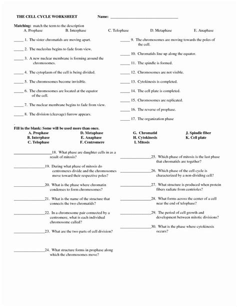 Meiosis Matching Worksheet Answer Key Explained