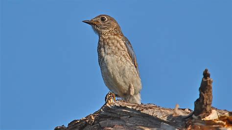 Eastern Bluebird | Photo by Michael Adair | Texas Bluebird Society | Flickr