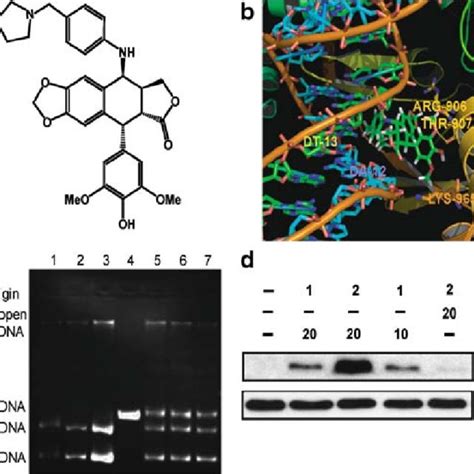 K Induced Inhibition Of Top Ii By Stabilization Of The Topo Iidna