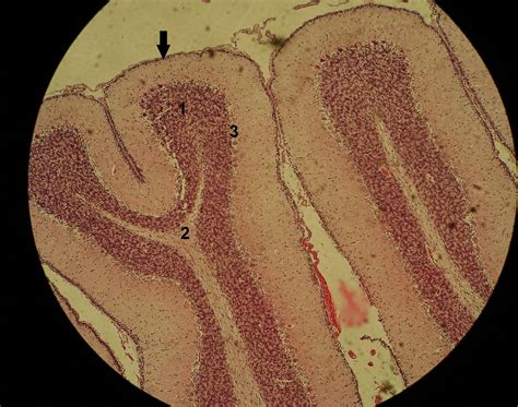 Histologia Ufjf L Mina Tecido Nervoso Cerebelo