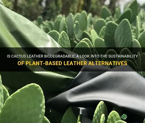 Is Cactus Leather Biodegradable A Look Into The Sustainability Of