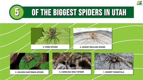 5 Of The Biggest Spiders In Utah A Z Animals