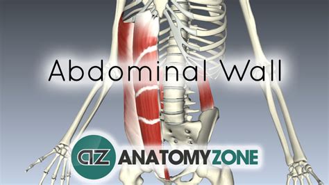 Anterior Abdominal Wall D Interactive Anatomy Tutorials