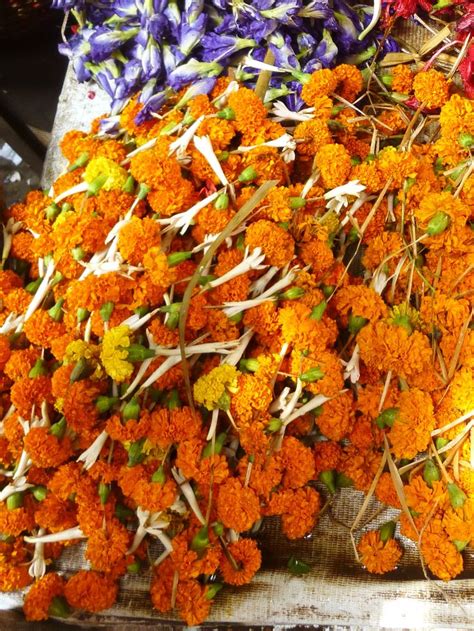 Marigold Flowers A Symbol Of Celebration Marigold Flower Most