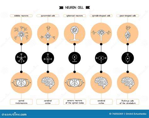 Forme De Corps Cellulaire De Neurone Illustration De Vecteur Illustration Du Synaptique