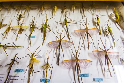 Australian Museum Entomology Collection The Australian Museum