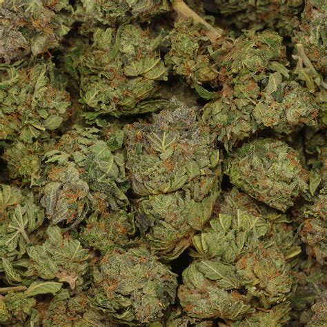 Order Pink Octane Strain Buy Weed At Bulk Buddy Online Dispensary