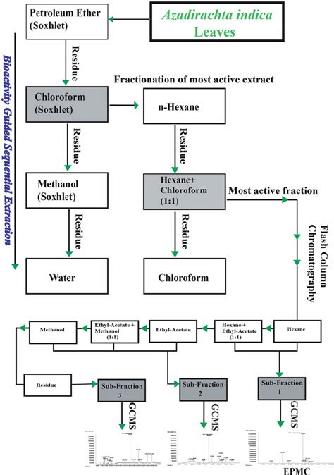 Schematic Diagram Illustrates The Bioactivity Guided Extraction And