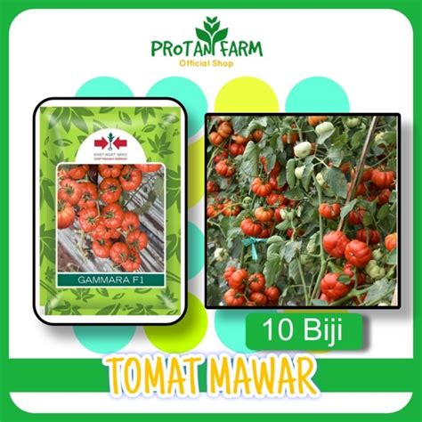 Jual Benih Tomat Mawar Gammara F1 Cap Panah Merah Repack 10 Biji