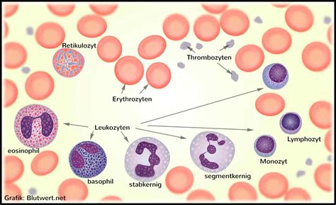 Was Ist Eine Blutzelle