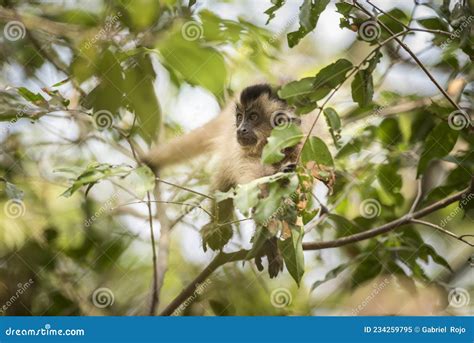 Brown Striped Tufted Capuchin Monkeyamazon Jungle Stock Image Image